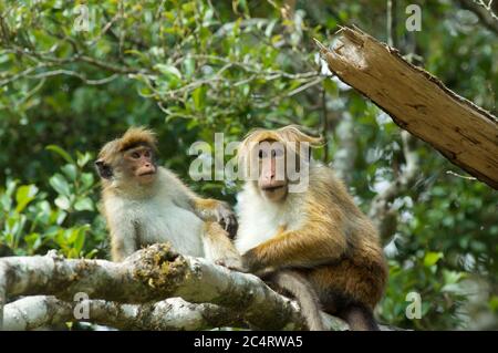 Une paire de macaques de Highland Toque (Macaca sinica opisthomelas) vivant sauvage aux jardins botaniques de Hakgala, Nuwara Eliya, Sri Lanka Banque D'Images