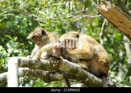 Un trio de Highland Toque Macaques (Macaca sinica opisthomelas) vivant sauvage aux jardins botaniques de Hakgala, Nuwara Eliya, Sri Lanka Banque D'Images