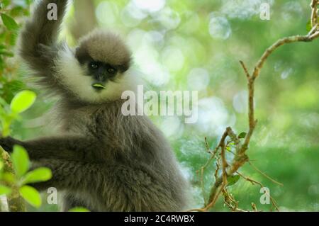 Un Langur (Trachypithecus vetulus) à la face d'un montagnard vivant sauvage dans les jardins botaniques de Hakgala, Nuwara Eliya, Sri Lanka Banque D'Images