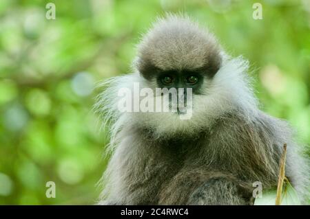 Un Langur (Trachypithecus vetulus) à la face d'un montagnard vivant sauvage dans les jardins botaniques de Hakgala, Nuwara Eliya, Sri Lanka Banque D'Images