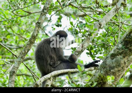 Un Langur (Trachypithecus vetulus) à la face d'un montagnard vivant sauvage dans les jardins botaniques de Hakgala, Nuwara Eliya, Sri Lanka Banque D'Images