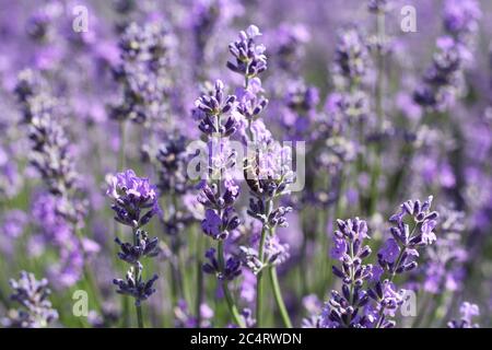 Une abeille recueille le nectar sur les fleurs de lavande lors d'une journée ensoleillée d'été. Gros plan Banque D'Images