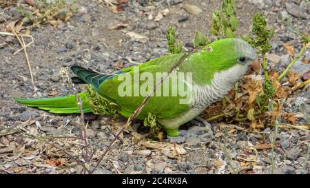 Monk Parakeet (Myiopsitta monachus) vivant gratuitement dans les îles Canaries Banque D'Images