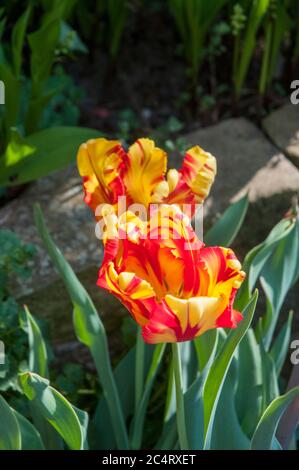 Gros plan de Tulipa Texas Flame. Un jaune à floraison de mi-printemps à fin avec des stries rouges tulipe appartenant au groupe perroquet de tulipes Division 10 Banque D'Images