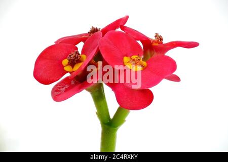 Fleur rouge, Euphorbia milii, sur fond blanc, photo macro Banque D'Images