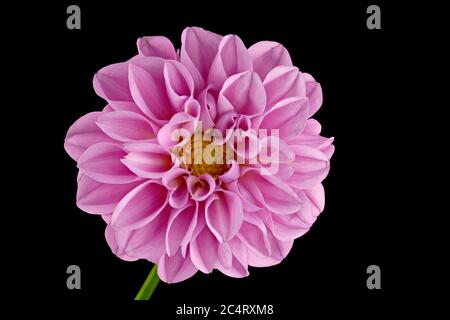 Dahlia rose sur fond noir - de l'avant - grand - comme un fond Banque D'Images