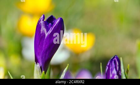 Fleurs de Crocus, bleu, fermé - détail macro-prise - avec un magnifique arrière-plan Banque D'Images