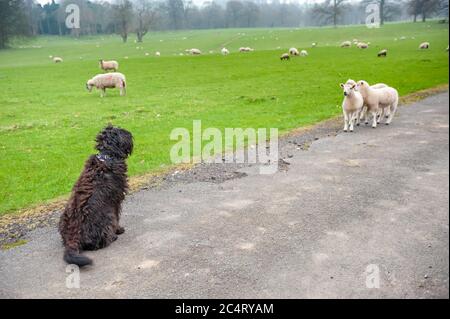 Un Labrador noir raboodle est assis et regarde un groupe d'agneaux. Banque D'Images