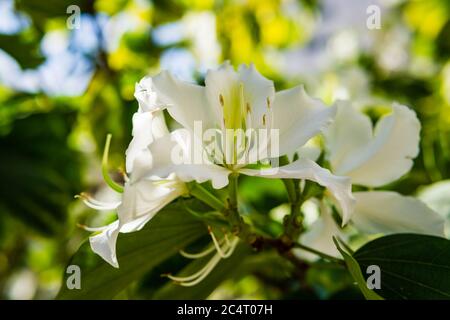 Fleurs blanches Bauhinia forficata connu comme arbre d'orchidées brésilien à Belo Horizonte, Brésil. Banque D'Images