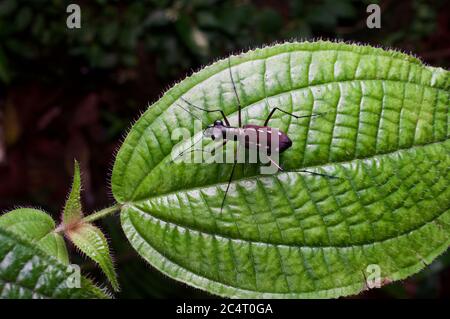 Un coléoptère tigre (Cicindela lacrymans) sur une feuille la nuit dans la forêt tropicale des basses terres près de Sinharaja, Sri Lanka Banque D'Images