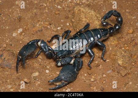 Un scorpion forêt géant (Heterometrus indus) montrant ses énormes griffes et son aiguillon près de la réserve forestière de Knuckles, district de Matale, Sri Lanka Banque D'Images