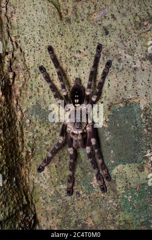 Une Tarantula ornementale d'Ivoire (Poecilotheria subfusca) sur un tronc d'arbre la nuit dans la chaîne de montagnes de Knuckles, Sri Lanka Banque D'Images