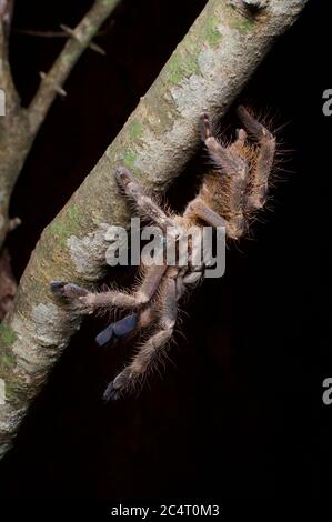 Une Tarantula ornementale d'Ivoire (Poecilotheria subfusca) sur une branche d'arbre la nuit dans la chaîne de montagnes de Knuckles, Sri Lanka Banque D'Images