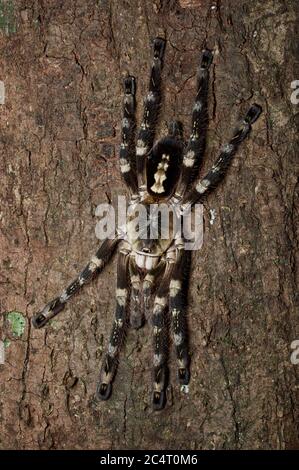 Une Tarantula ornementale d'Ivoire (Poecilotheria subfusca) sur un tronc d'arbre la nuit dans la chaîne de montagnes de Knuckles, Sri Lanka Banque D'Images