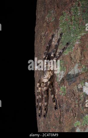 Une Tarantula ornementale d'Ivoire (Poecilotheria subfusca) sur un tronc d'arbre la nuit dans la chaîne de montagnes de Knuckles, Sri Lanka Banque D'Images