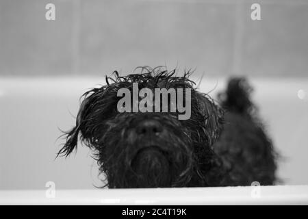 Prise de vue en niveaux de gris d'un chien terrier Lucas noir debout une baignoire Banque D'Images