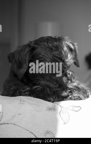 Prise de vue en niveaux de gris d'un chien terrier Lucas noir couché le canapé Banque D'Images