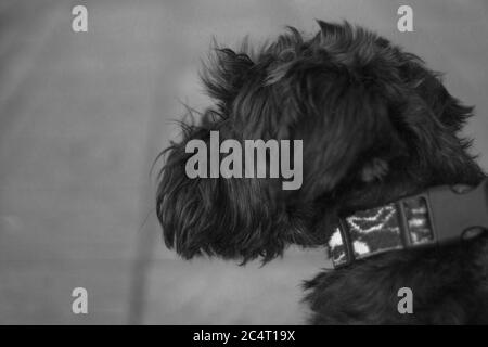 Prise de vue en niveaux de gris d'un chien terrier Lucas noir avec son collier Banque D'Images