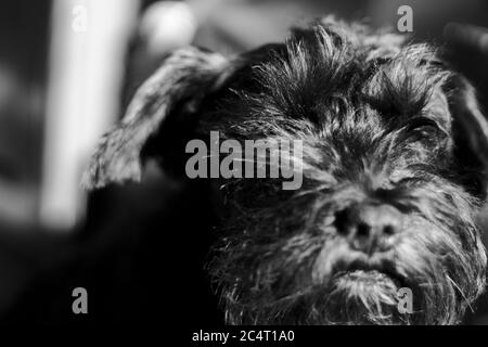 Prise de vue en niveaux de gris d'un chien terrier Lucas noir assis Banque D'Images