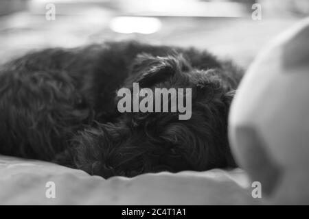 Prise de vue en niveaux de gris d'un chien terrier Lucas noir couché le canapé Banque D'Images