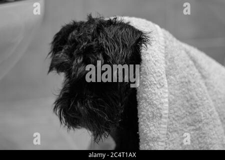 Prise de vue en niveaux de gris d'un chien terrier Lucas noir avec du blanc serviette Banque D'Images