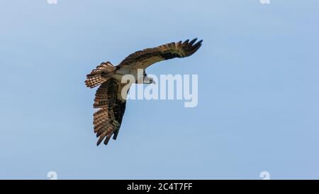 Osprey (Pandion haliaetus carolinensis) en vol. Parc national de l'Île-du-Prince-Édouard, Canada Banque D'Images