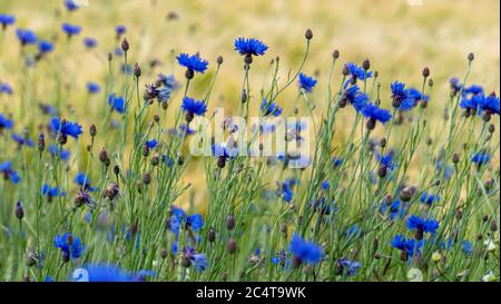 Fleurs de maïs bleues (Centaurea cyanus) dans un pré vert Banque D'Images