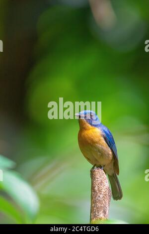 Le flycapcher bleu de Tickell est un petit oiseau de passereau de la famille des flycapchers. C'est une espèce insectivore qui se reproduit en Asie tropicale, de l' Banque D'Images