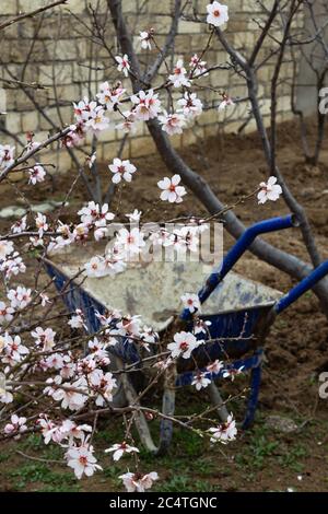 Brouette bleue vide dans le jardin avec des fleurs blanches Banque D'Images