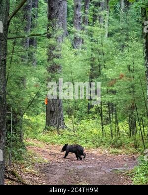 Upstate New York, États-Unis, 28 juin 2020. Un cub à l'ours noir est vu dans une zone protégée de l'État de New York. Crédit: Enrique Shore/Alamy stock photo Banque D'Images