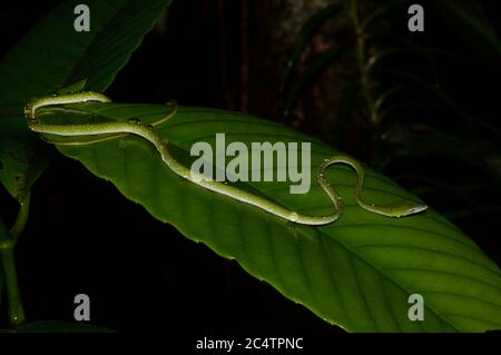 Un jeune serpent à long nez (Ahaetulla nasuta) buvant d'une feuille humide la nuit dans la forêt tropicale des basses terres de Kalutara, Sri Lanka