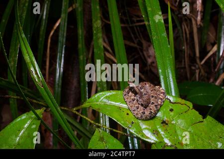 Un jeune Viper à nez puté de Lowland (Hypnale zara) sur une feuille humide dans la forêt tropicale des basses terres de Kalutara, au Sri Lanka Banque D'Images