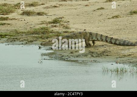 Un crocodile de mugger (Crocodylus palustris) sur le point d'entrer dans l'eau dans le parc national de Yala, Sri Lanka Banque D'Images