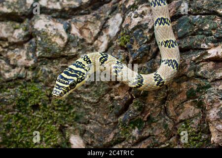 Un serpent volant sri-lankais (Chrysopelea taprobanica) sur une branche d'arbre dans le parc national Yala, Sri Lanka Banque D'Images