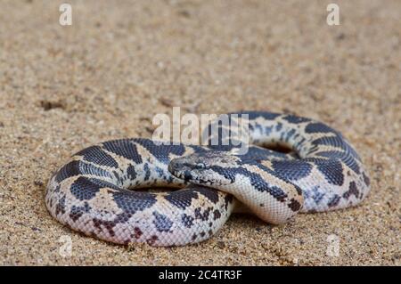 Une boa de sable à écaillage juvénile (Eryx conicus) sur le sable près du parc national de Yala, au Sri Lanka Banque D'Images