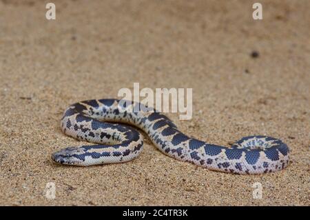 Une boa de sable à écaillage juvénile (Eryx conicus) sur le sable près du parc national de Yala, au Sri Lanka Banque D'Images