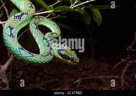 Un vipère vert sri lankais (Trimeresurus trigonocephalus) la nuit dans les contreforts boisés de la chaîne de montagnes de Knuckles, Sri Lanka Banque D'Images