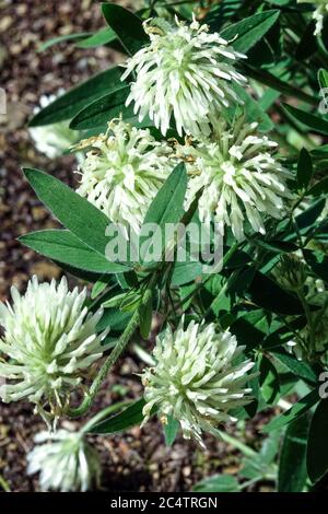 Trèfle de soufre Trifolium ochroleucine Banque D'Images