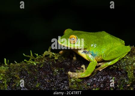 Une grenouille arbustive aux yeux d'or (Pseudophilautus ocularis) sur une branche de mousse la nuit dans la réserve forestière de Morningside, district de Ratnapura, Sri Lanka Banque D'Images