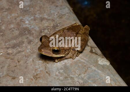 Un Treefrog commun (Polypedates cruciger) sur le bord d'un étang artificiel la nuit à Pidurangala, Sri Lanka. Banque D'Images