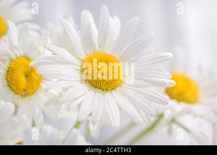 Magnifique fond floral de fleurs blanches délicates de pâquerettes de prairie au soleil Banque D'Images