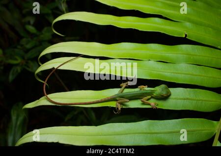 Un petit Lizard vert de jardin (calotes calotes) dormant sur la végétation la nuit dans la forêt tropicale de Sinharaja, Sri Lanka Banque D'Images