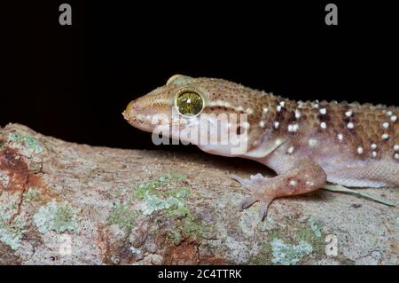 Une colline Termite Gecko (Hemidactylus lankae) perchée dans une branche de nuit près du parc national de Yala, au Sri Lanka Banque D'Images