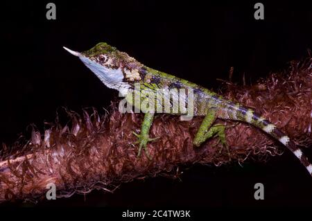 Un lézard mâle à cornes de rhinocéros (Ceratophora stoddartii) perché sur une branche la nuit près de Nuwara Eliya, Sri Lanka Banque D'Images