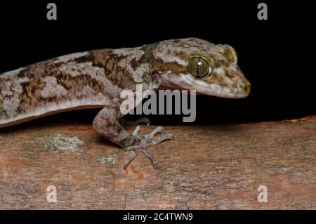 Un Gecko (Cyrtodactylus soba) à embout courbé de Dumbara, dans une branche de nuit de la réserve forestière de Knuckles, au Sri Lanka Banque D'Images