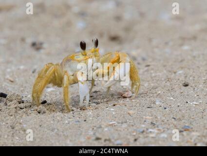 Le crabe fantôme atlantique (Ocypode quadrata) sur la plage Banque D'Images