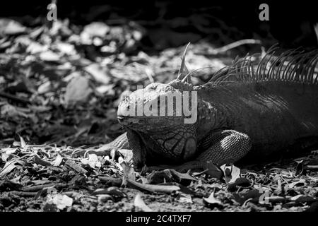 Image en niveaux de gris d'un Iguana reposant après avoir mangé à 'Auto Safari Chapín' à Escuintla, Guatemala. Banque D'Images