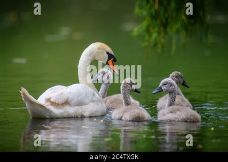 Couper Cygnus Color cygne avec bébé. Cygnets le jour d'été dans l'eau calme. Oiseau dans l'habitat naturel. Scène de la faune Banque D'Images