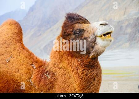 Chameaux dans Nubra Valley.Ladakh Inde. Banque D'Images