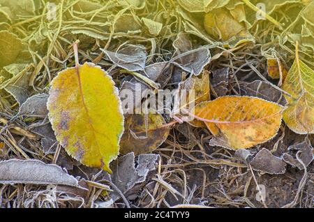 Fond d'automne ensoleillé. Texture des feuilles d'automne. Feuilles de couleur tombant. Feuilles d'automne couchés sur le sol recouvert de neige et de glace Banque D'Images